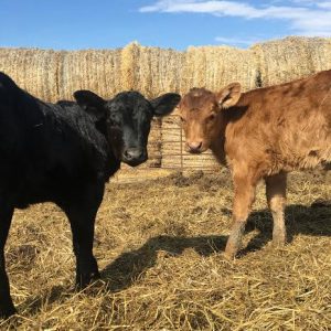 baby cows baby cows